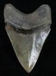 Quality Megalodon Tooth - River Find #6382-2